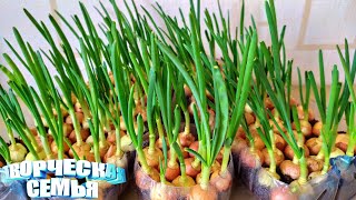 Как вырастить лук на подоконнике за 10 дней✔️Fresh green onion feathers