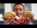 Make Your Own Seed Potatoes from Grocery Store Potatoes