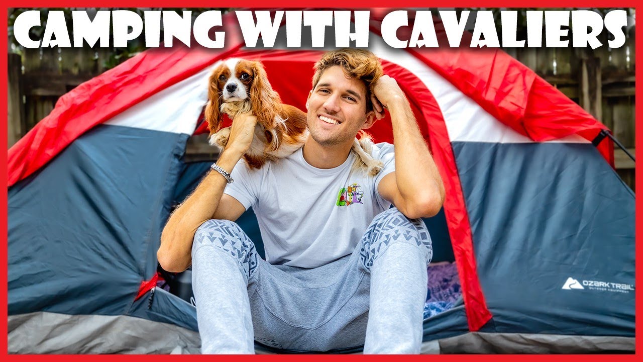 Camping on the Beach with my Cavalier King Charles Spaniels