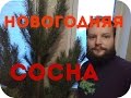 купил живую сосну