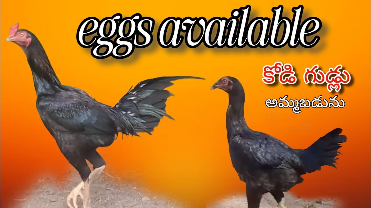 #KVR BREEDES#9550427184#bhimavaram chicks#peru cross chicks#chicks#patta punju#birds#chicken#viral