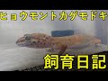 【レオパードゲッコー】人工飼料で給仕とメンテナンス