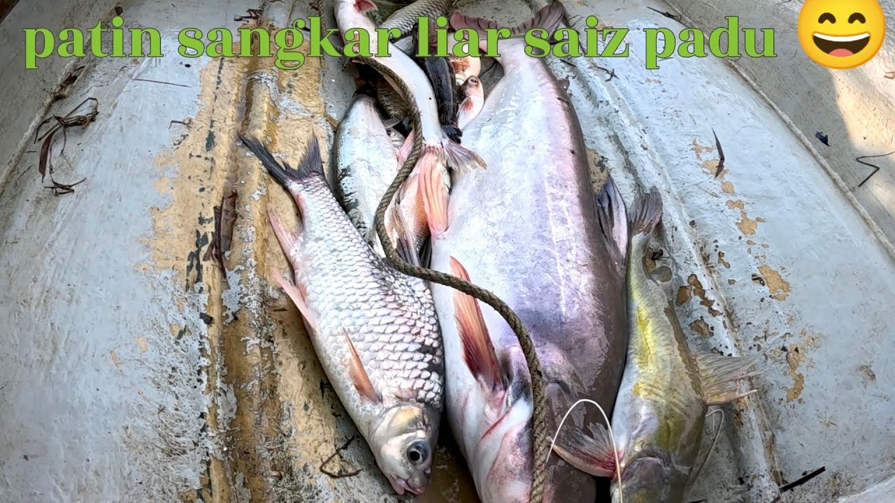 Rezeki patin sangkar liar saiz padu 😄