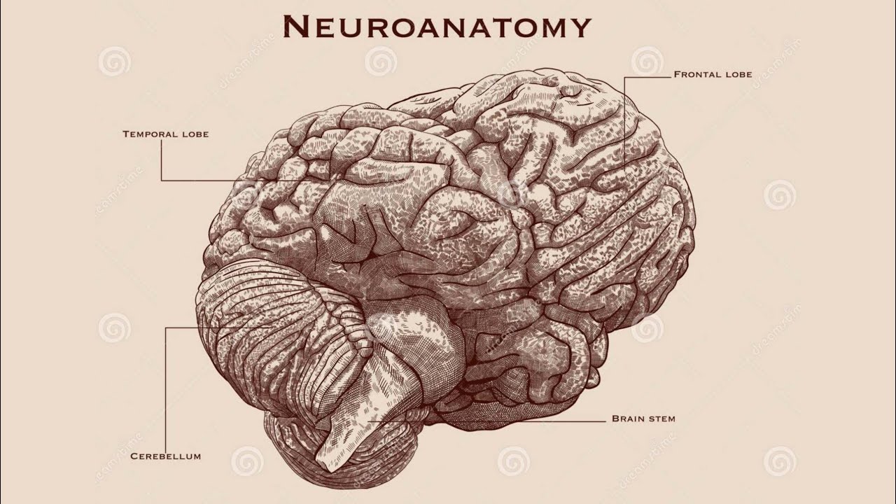 Brainstem || part 1 - YouTube
