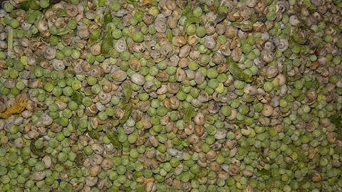 Frozen Pea Sorting Raytec