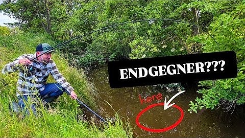 HEFTIG: Ist das der ENDGEGNER FISCH für Christian beim Angeln mit Wurm? Gregor kann's kaum fassen!
