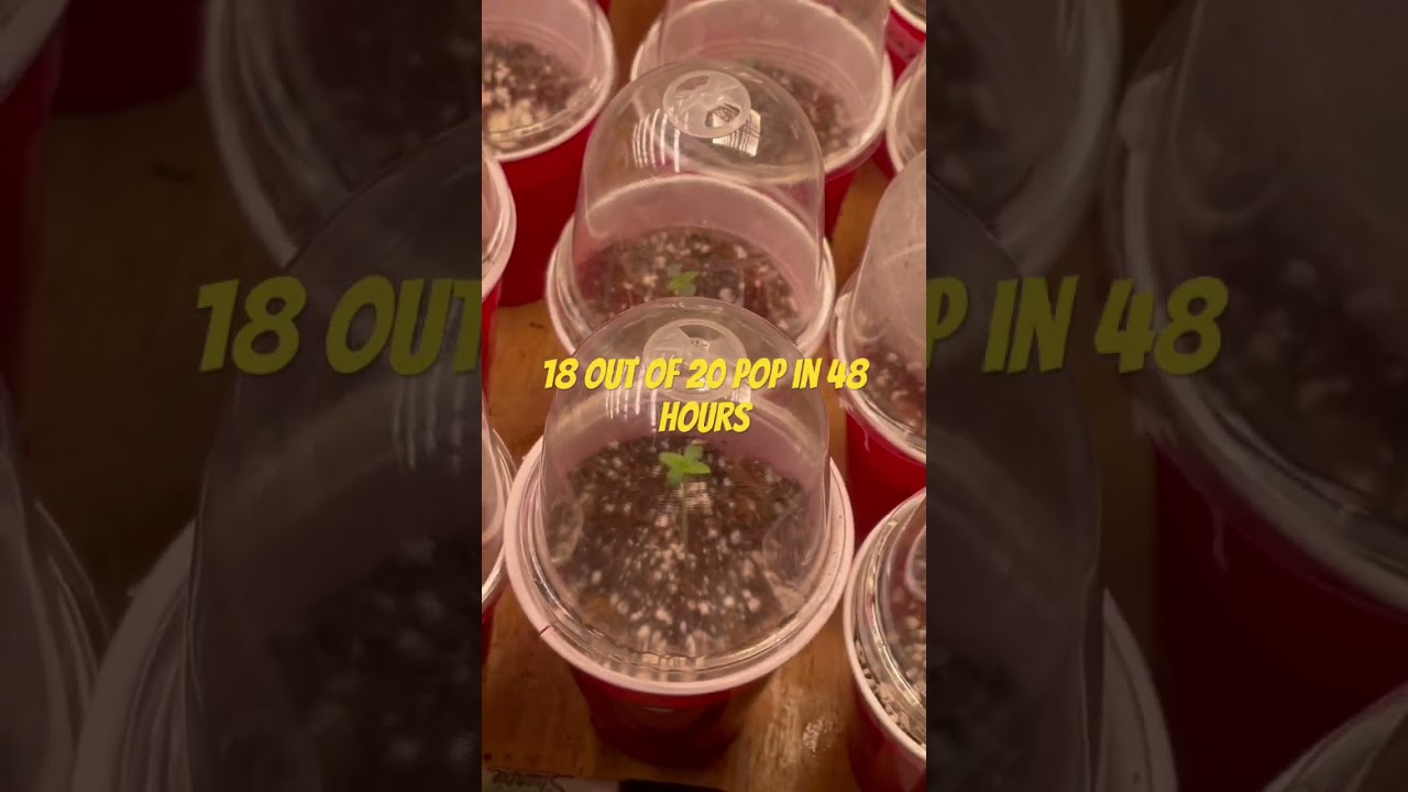 Poppin beans like a pro 