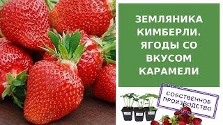 Клубника Кимберли Описание Сорта Фото