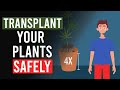 How to Safely Repot Your Cannabis Plants!