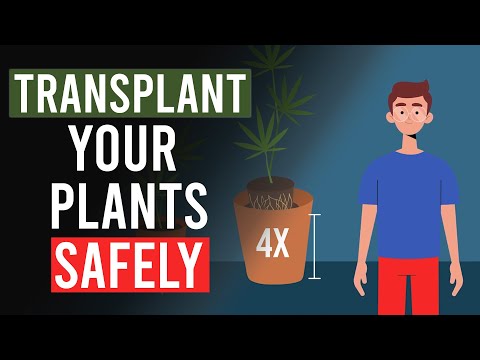 How To Safely Repot Your Cannabis Plants!