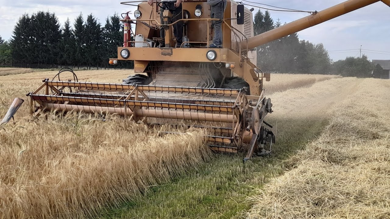 Żniwa 2025. Jęczmień pod kosę. Wyjazd bizonem z garażu i kiprowanie w stodole.