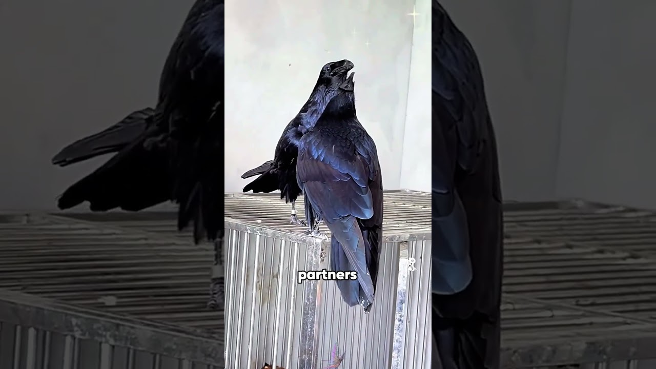 Летающий щенок 🐦‍⬛