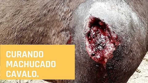 O que passar no machucado do cavalo?