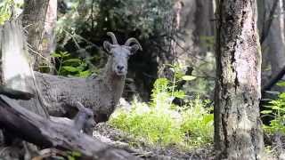 Meet the new baby animals at Northwest Trek Wildlife Park