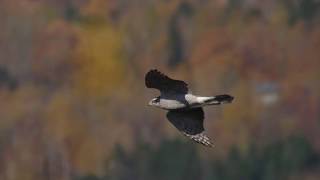 Northern Goshawk slow motion flight Hawk Ridge 2018