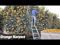 LA COSECHA MAS RECIENTE DE NARANJA POR CONTRATO  EN CALIFORNIA EEUU/AMAZING ORANGE FIELD🍊