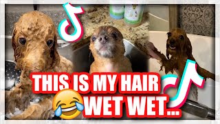 This is my hair WET, WET... | TikTok Coolpilation