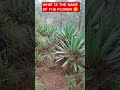 Bata es ka ma'am comment me #youtubeshorts #trendingshorts