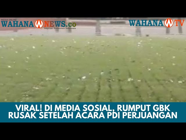 Viral! di Media Sosial, Rumput GBK Rusak Setelah Acara PDI Perjuangan