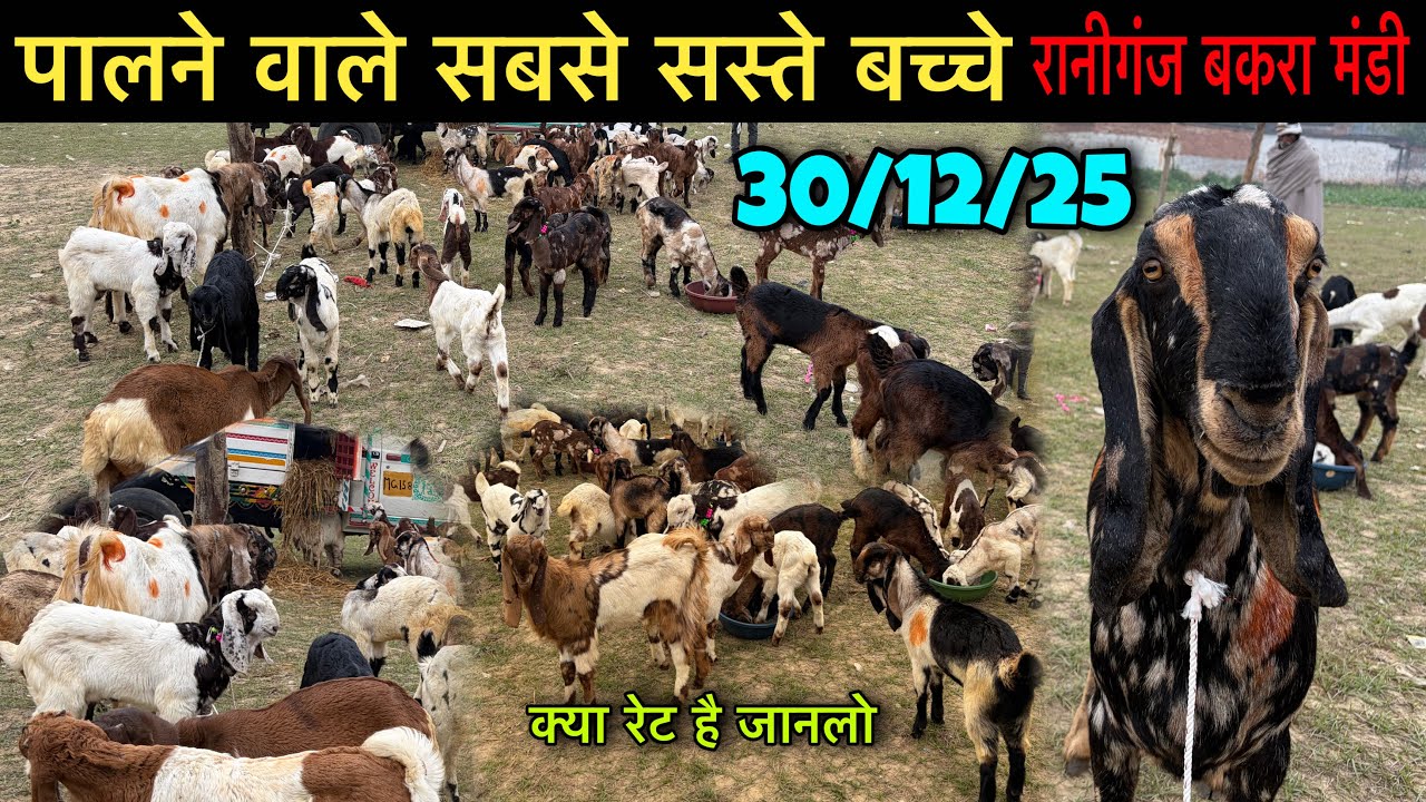 आज की मंडी का रेट 😍 30/12/25 सस्ती हो गई रानीगंज की मंडी | Tuesday Raniganj Bakra Mandi | Ziya Vlogs