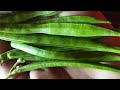 Growing cluster beans (guar phali) organically