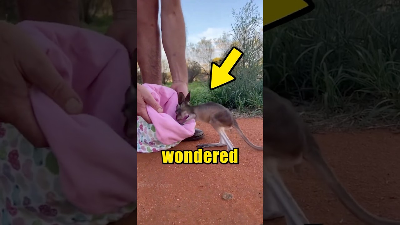NEVER Do This with BABY Kangaroo! 🦘