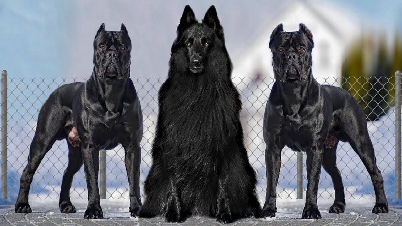 černé psy