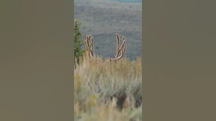 TAKE THAT SHOT! #archery #muledeer (see related video)