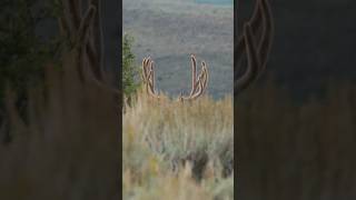 Take That Shot See Related Video