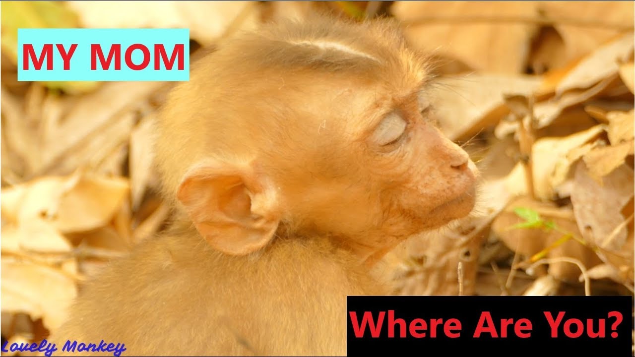 Million Sad Poor Orphan Axel Weakness ? Who Understand Axel's Feeling Live Without Mom.Lovely Monkey