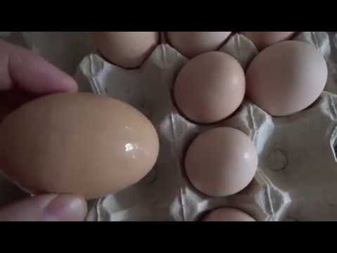 Куры несут 2 яйца в день. Двухжелтковое яйцо. Порода кур с двухжелтковыми яйцами. Курицы несущие яйца с двумя желтками. Яйца с двойным желтком фирма.