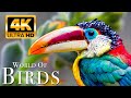 The world of birds in 4k  part 2   the healing power of bird sounds  scenic relaxation film