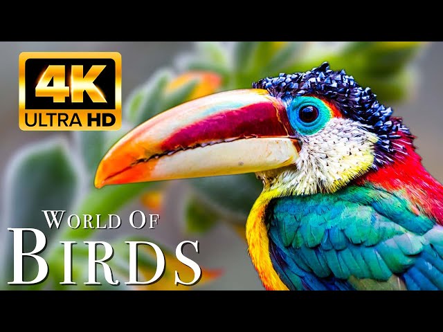 The World of BIRDS in 4K - Part 2  | The Healing Power Of Bird Sounds | Scenic Relaxation Film class=