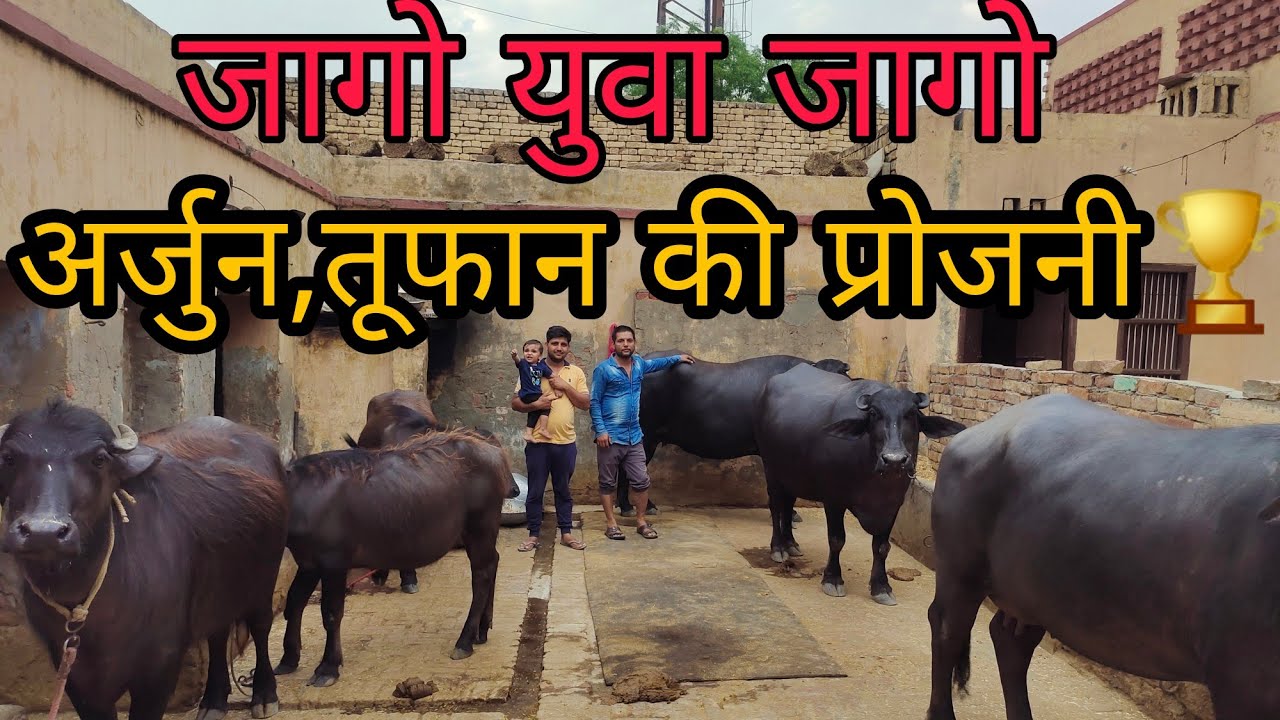 Champion 🏆 ARJUN KUNGAR And TOOFAN Bull Progeny 🎉At Local Dairy Farm In KUNGAR , Bhiwani (Haryana)🏆🏆