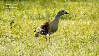 ORINOCO-GOOSE (Neochen jubata), Pato-corredor, Rare bird running through the dewy savannah,