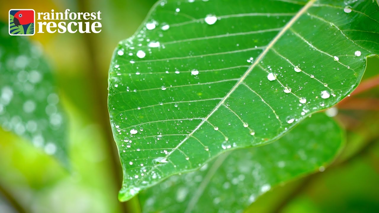 Rainforest Rescue at Dawn on Lot 46