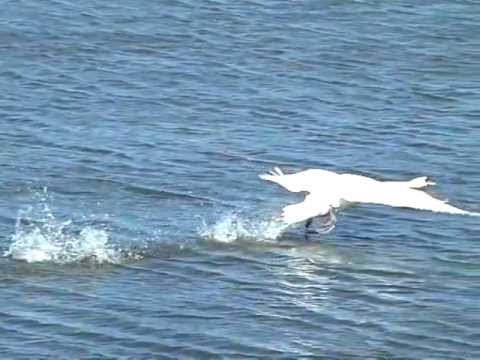 Mute Swan (Knobbelzwaan start en landing)