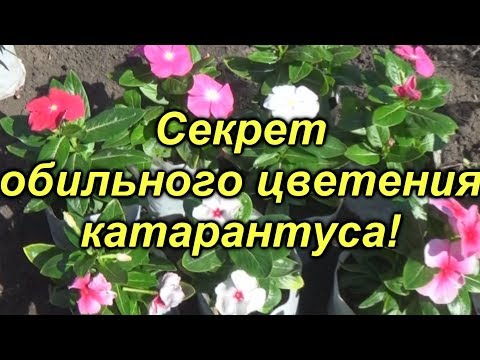 Секреты обильного цветения катарантуса- это нужно сделать уже сейчас!!!