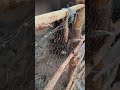 باران تابستان خدایا شکرت بابت نعمت هات تابستان باران خدایاشکرت خانه روستایی