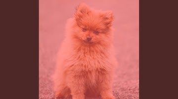 Pulsating Ambiance for Dog Parties