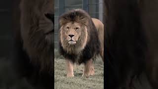 #الأسد تفسير حلم الأسد في المنام #الرجل #المرأة _المتزوجة #العزباء  #lion