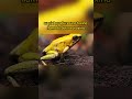 La Rana Dardo Dorada | El vertebrado mas Venenoso del Mundo