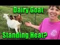 How to tell if your Goat is in a Heat Cycle