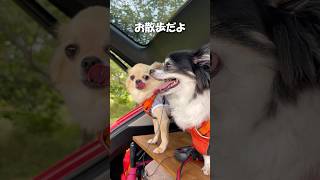 芝生の広場をお散歩するチワワ🐾【うちのわんこ】 #shorts #うちのわんこ #チワワ