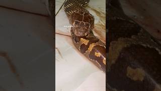 Inilah detik detik king cobra jumbo santap piton #mandapetualang #snake #ularbesar #kingcobra