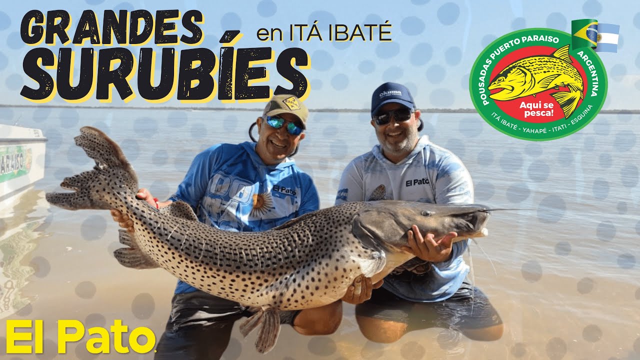 GRANDES SURUBIES EN ITÁ IBATÉ - CORRIENTES - EL PATO TV 1218