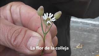 Recolección de plantas silvestres comestibles en el barranco San Jerónimo Granada