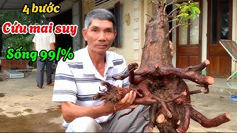 Cách cứu mai suy sắp chết,đơn giản dễ làm phục hồi nhanh, ai cũng làm được-@Bayxunau