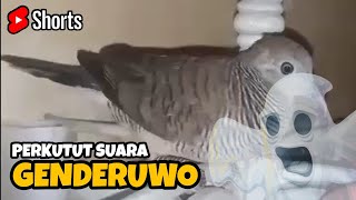 Perkutut suara aneh #Shorts