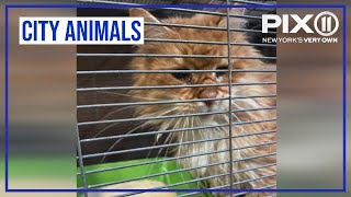 Dozens of cats rescued from NY home after anonymous tip